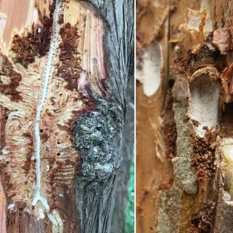 thumbnail for publication: Geosmithia Species in Florida: Common Fungal Symbionts of Wood-Boring Bark Beetles